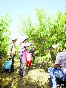 桃源深处有人家吃瓜,揭秘隐秘山村的神秘瓜果传奇 第2张 桃源深处有人家吃瓜,揭秘隐秘山村的神秘瓜果传奇 第2张